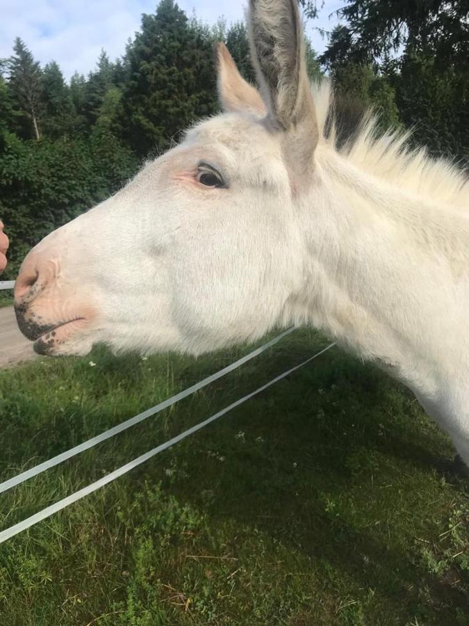 Stuga Asnagard Torsby Exteriér fotografie